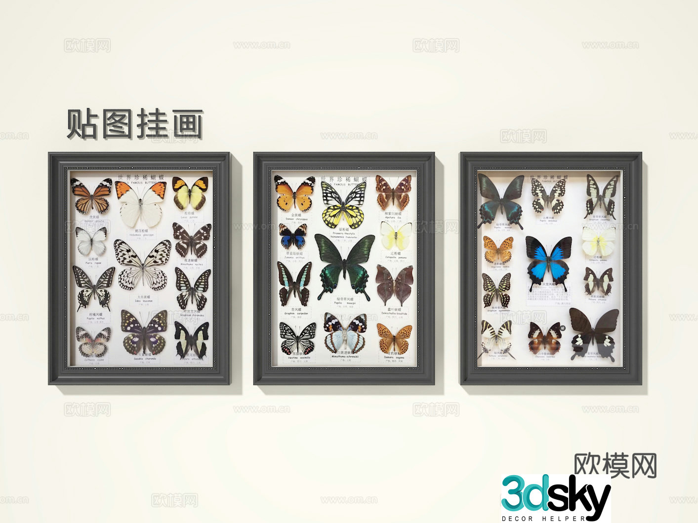 Butterfly specimen drawing 3d model