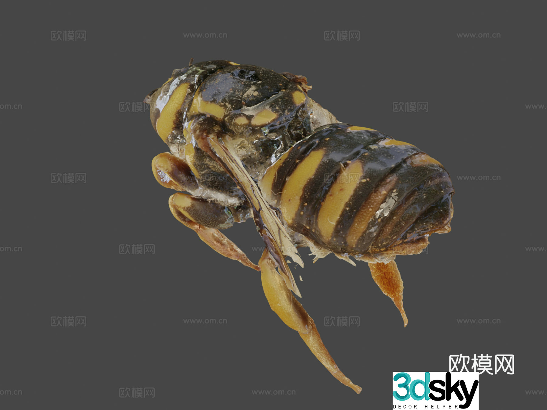 Fork-tailed wasp ♀ (grid) [1.5cm] 3d model
