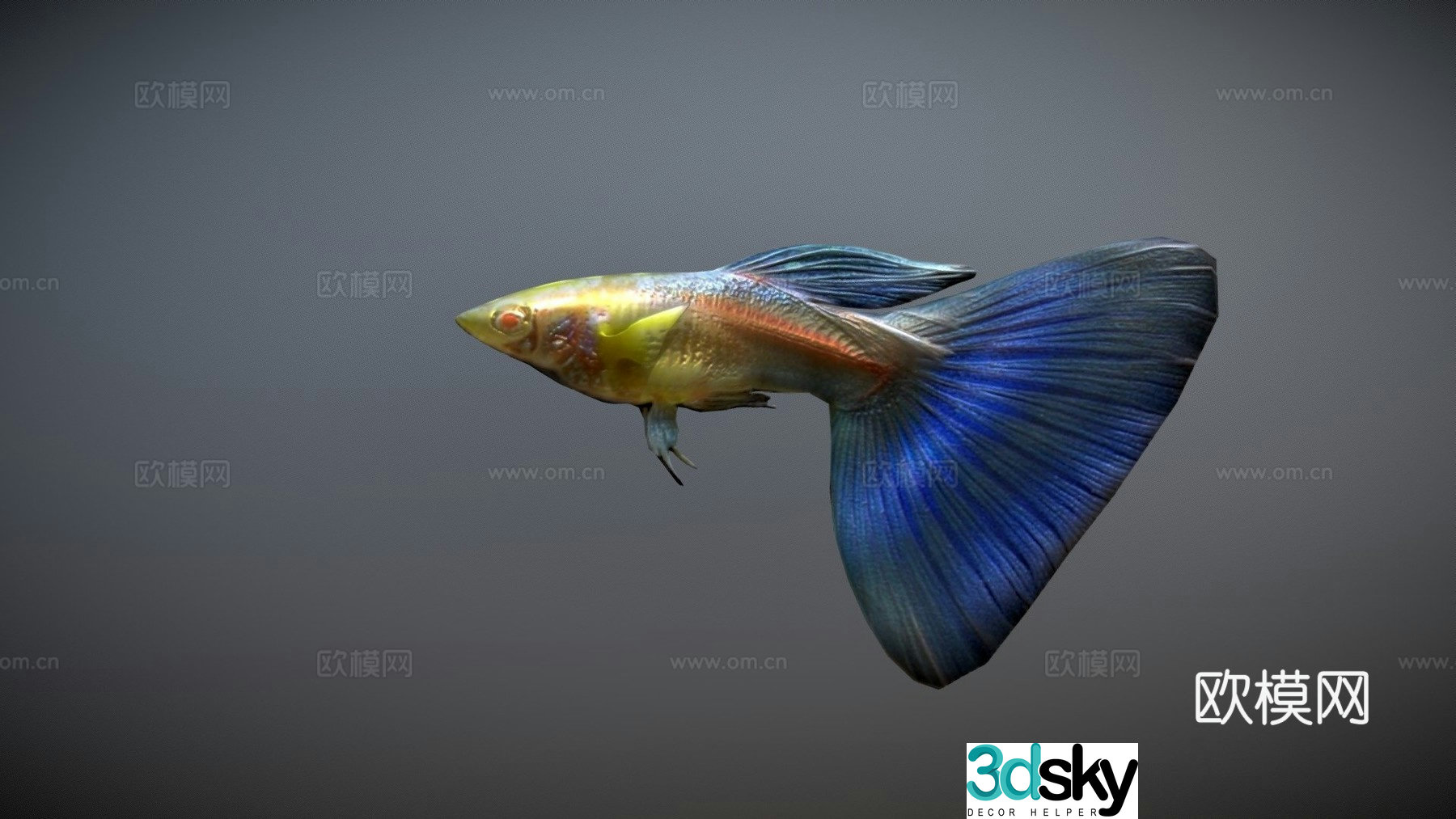 Guppy animated 3d model