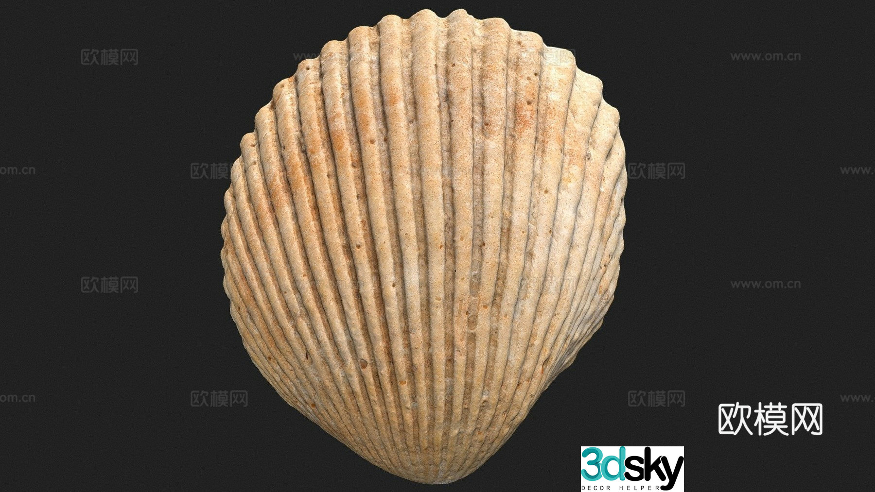 Shell souvenir 3d model