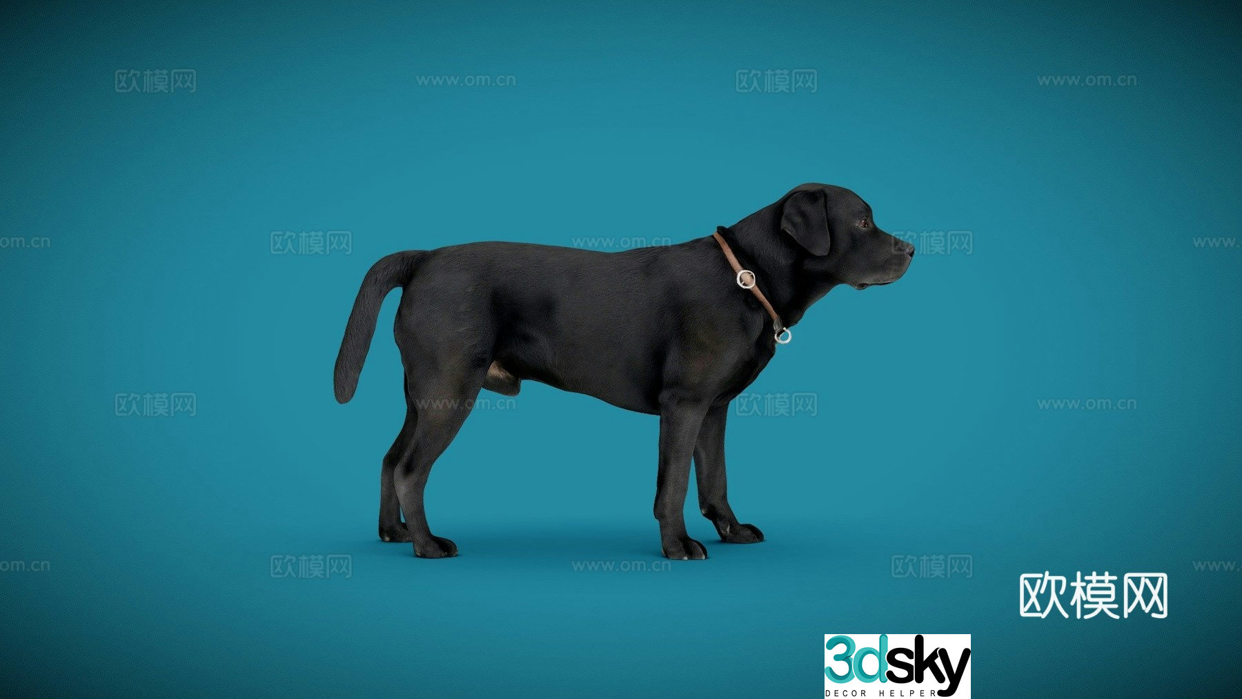 Dog A-6 of 6-Labrador 3d model