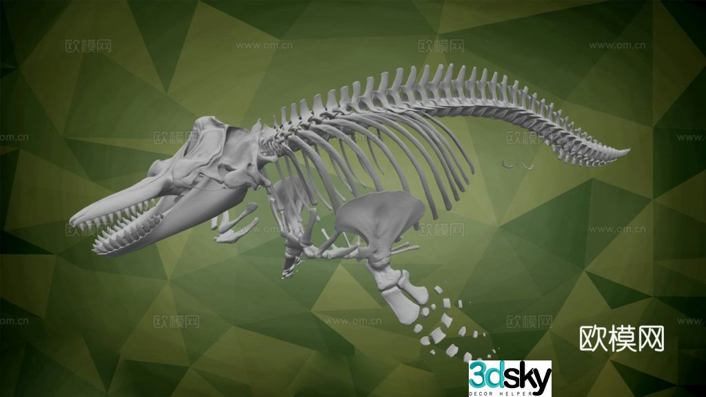 Killer Whale NMML-1850=Hope=3d model