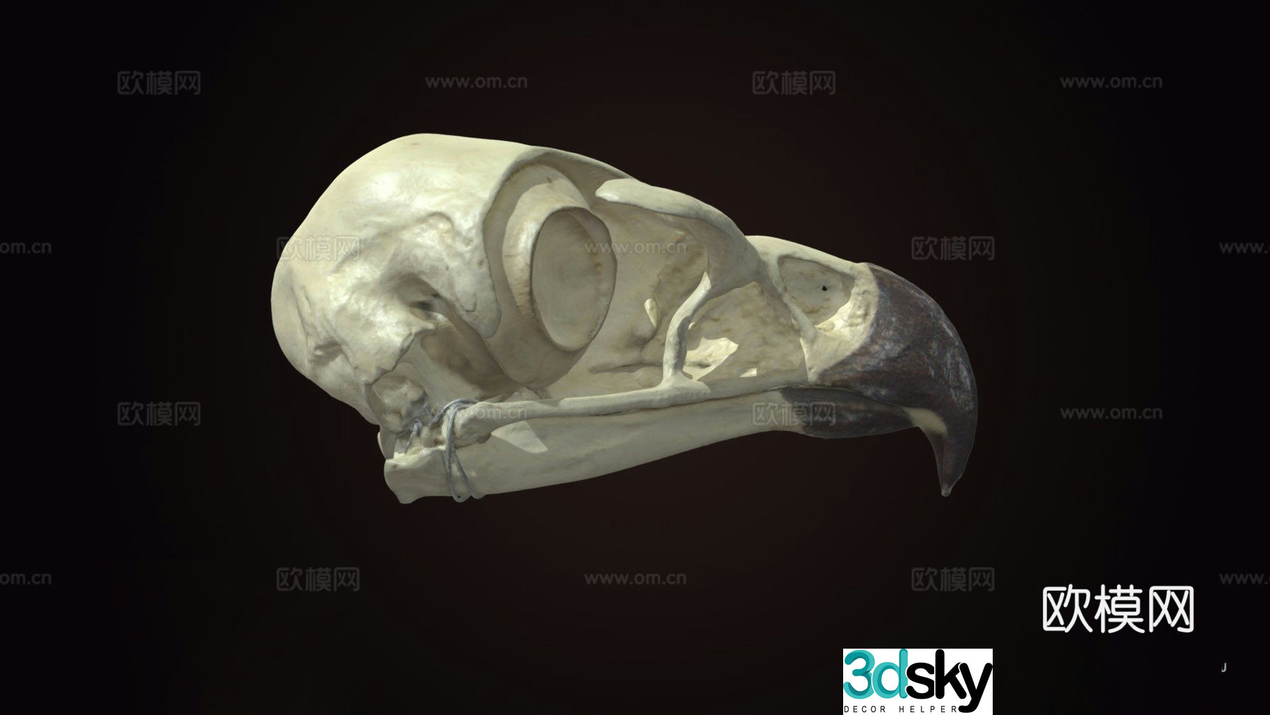 Golden eagle skull 3d model