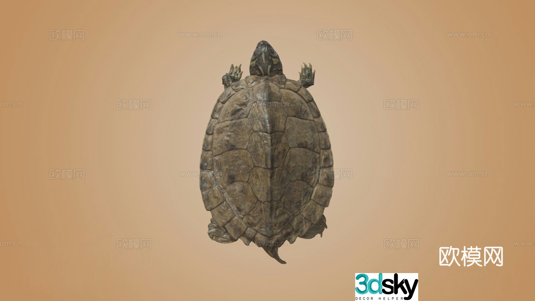 map turtle 3d model