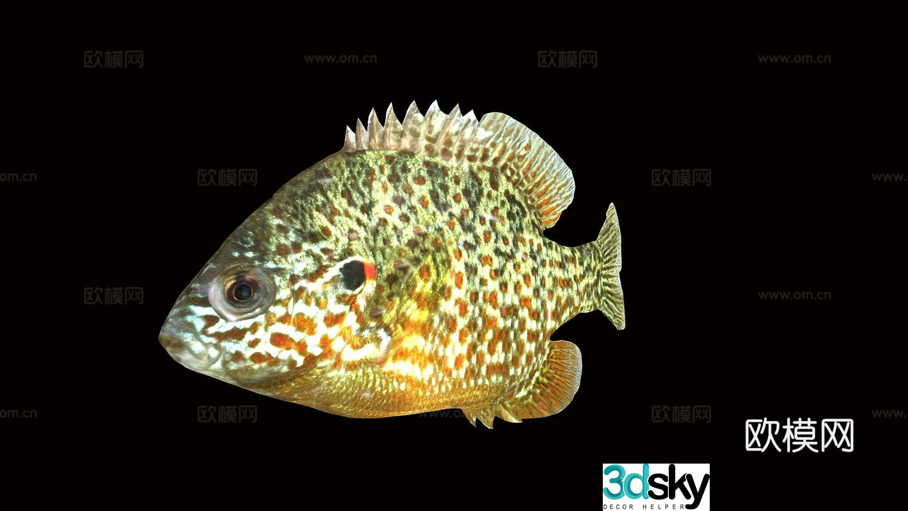 Model 38-Pumpkin Seed Sunfish 3D Model