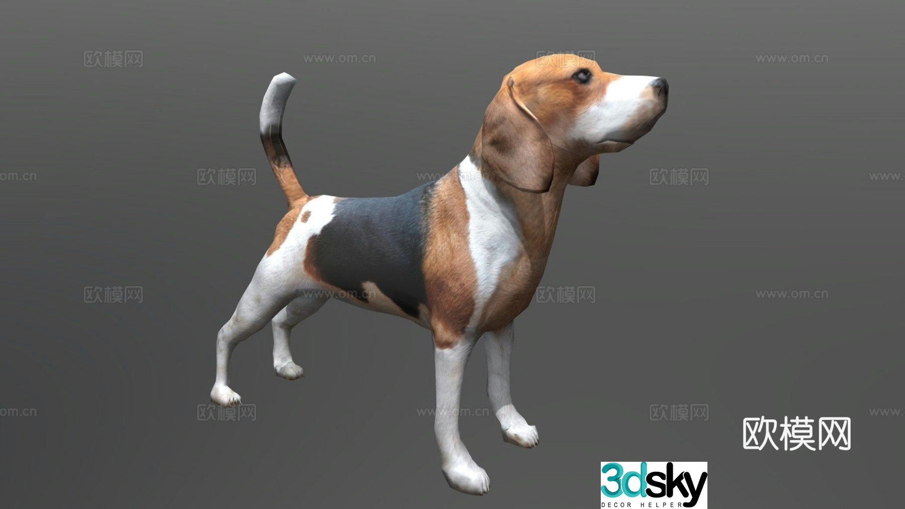 Beagle 3d model