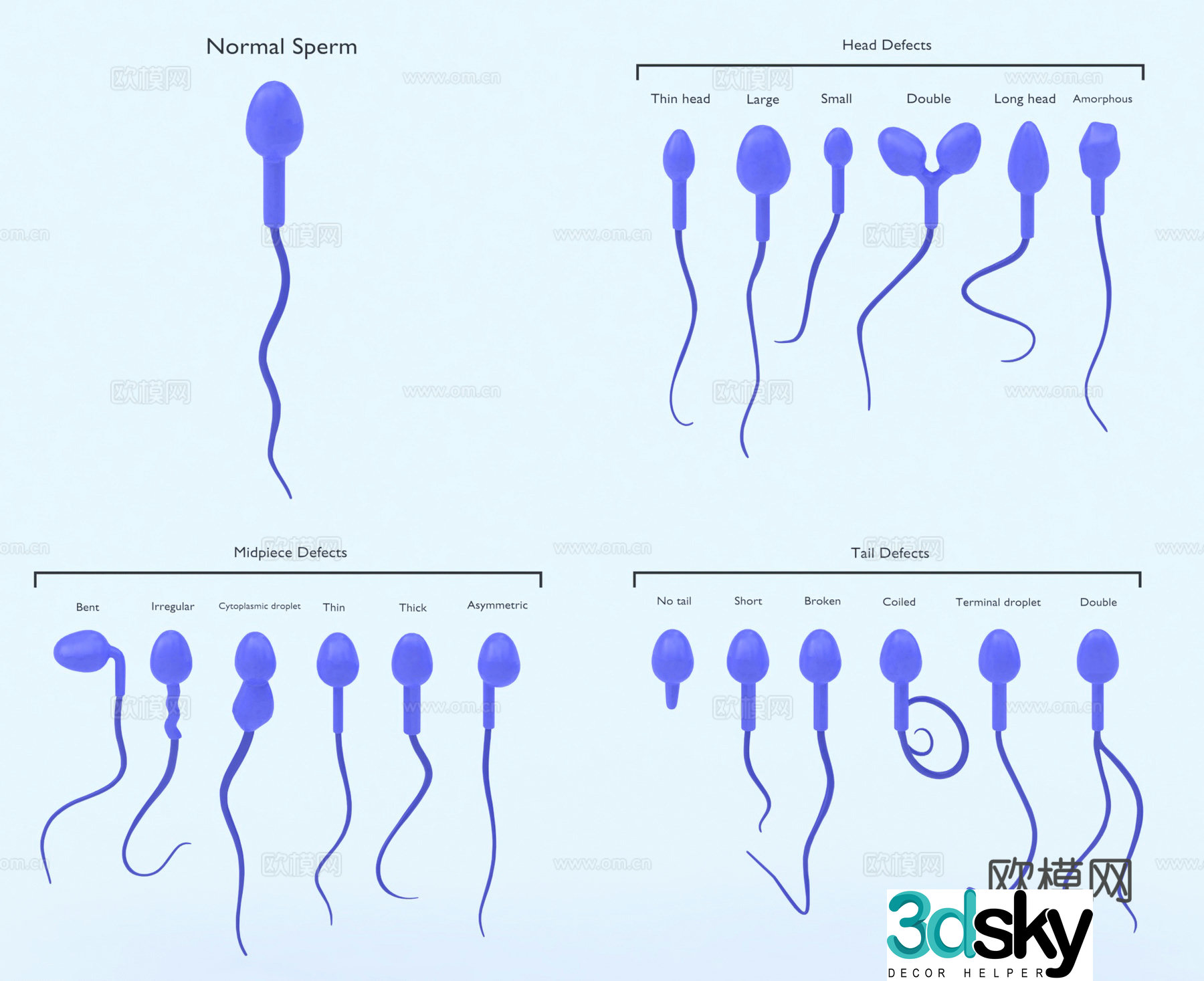 tadpole sperm nda cells chromosome tissue organ anatomy medical biology 3d model