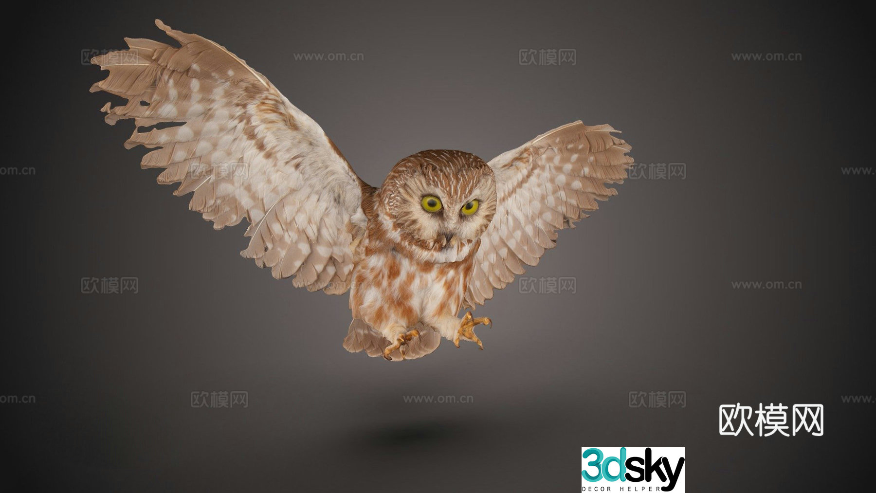 Northern saw-whet owl 3d model