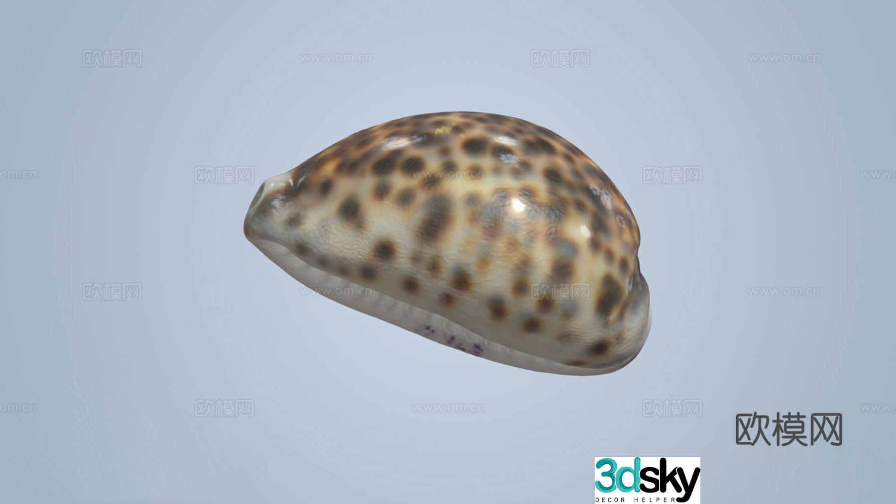 Shell currency 3d model