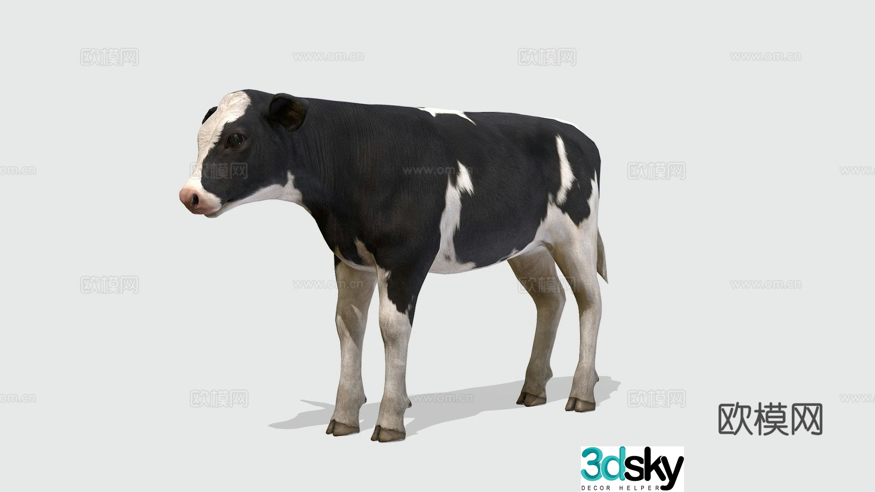 calf 3d model
