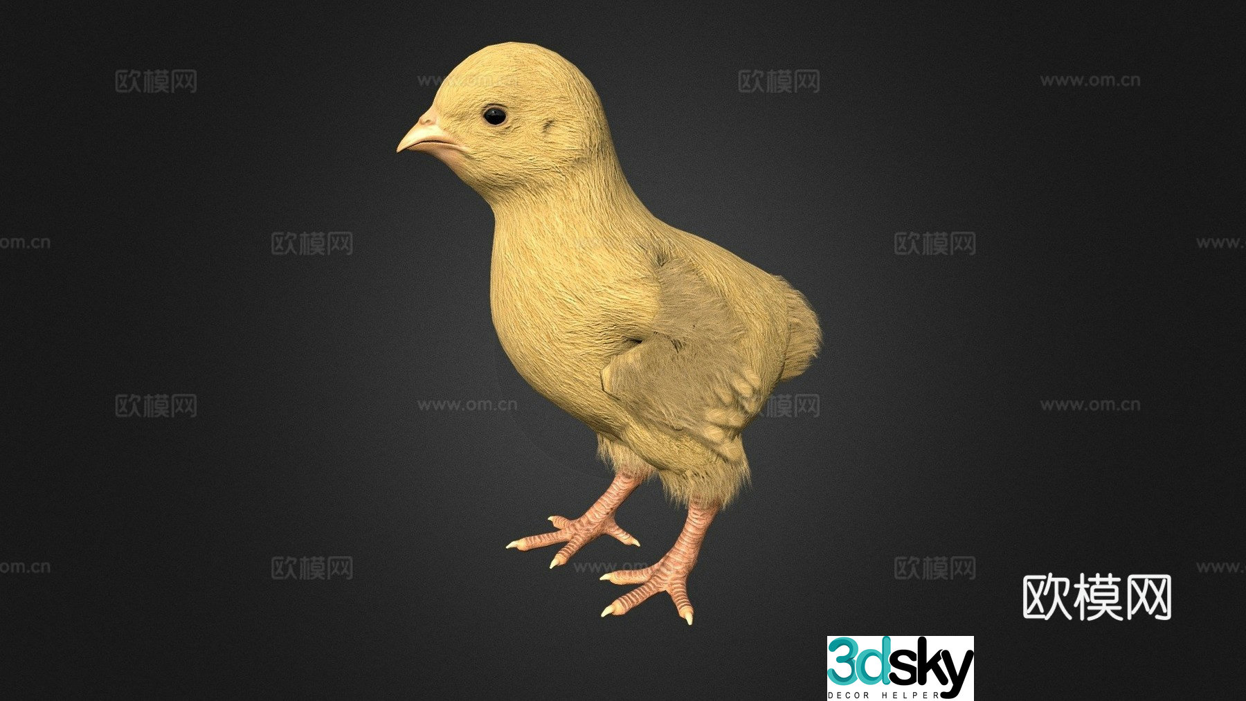 Chick 3d model