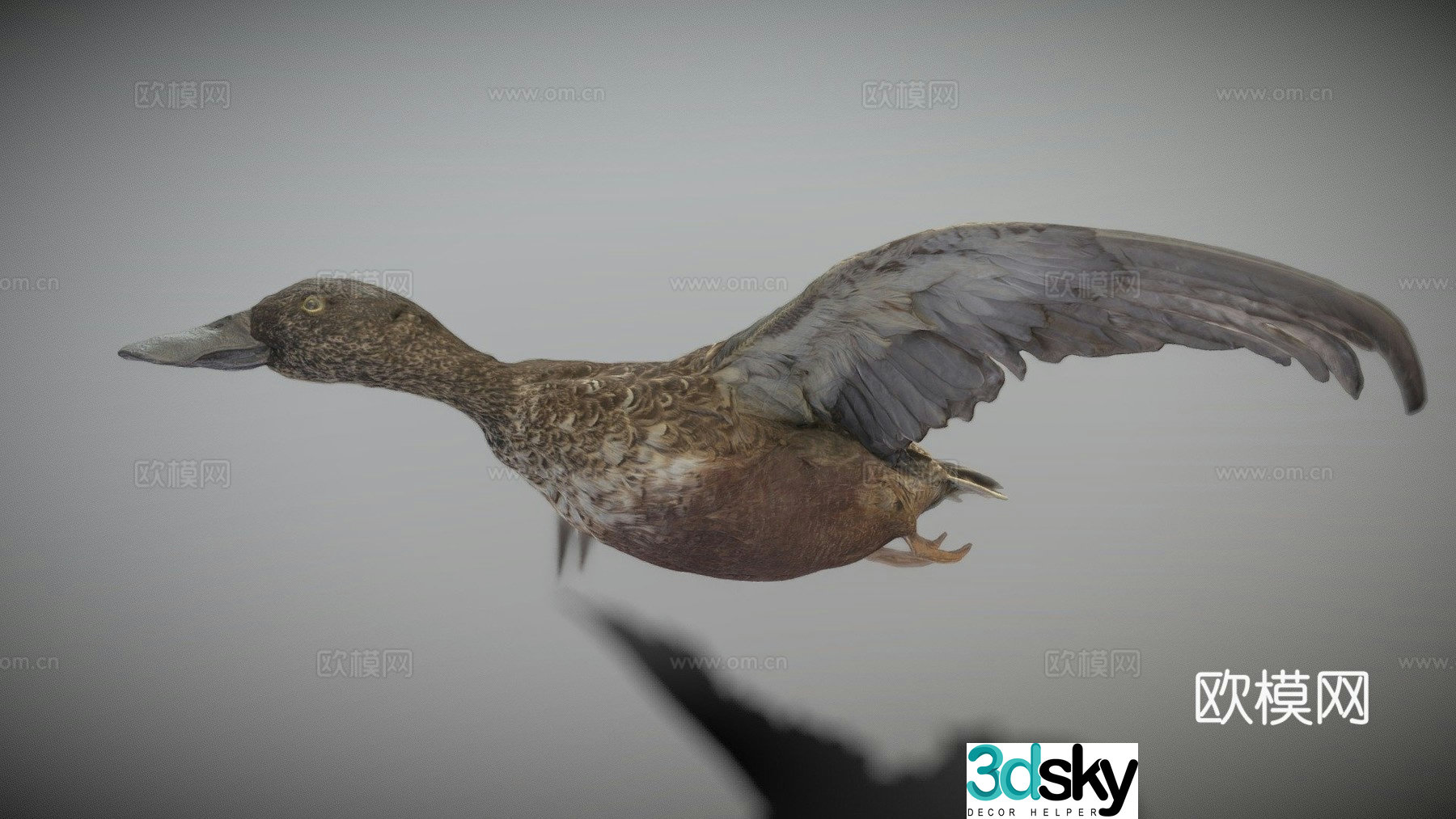 Flying duck 06 3d model