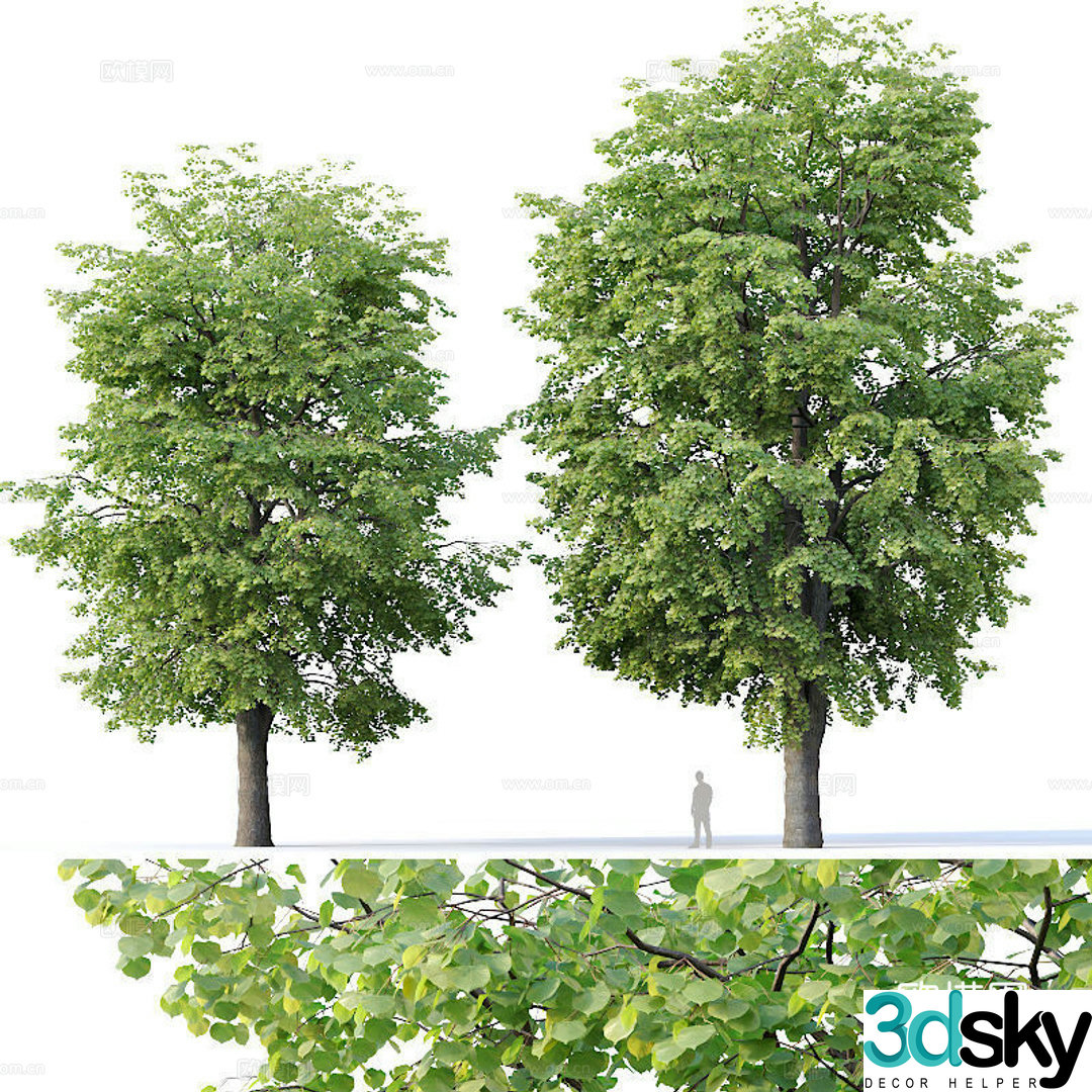linden tree 3d model