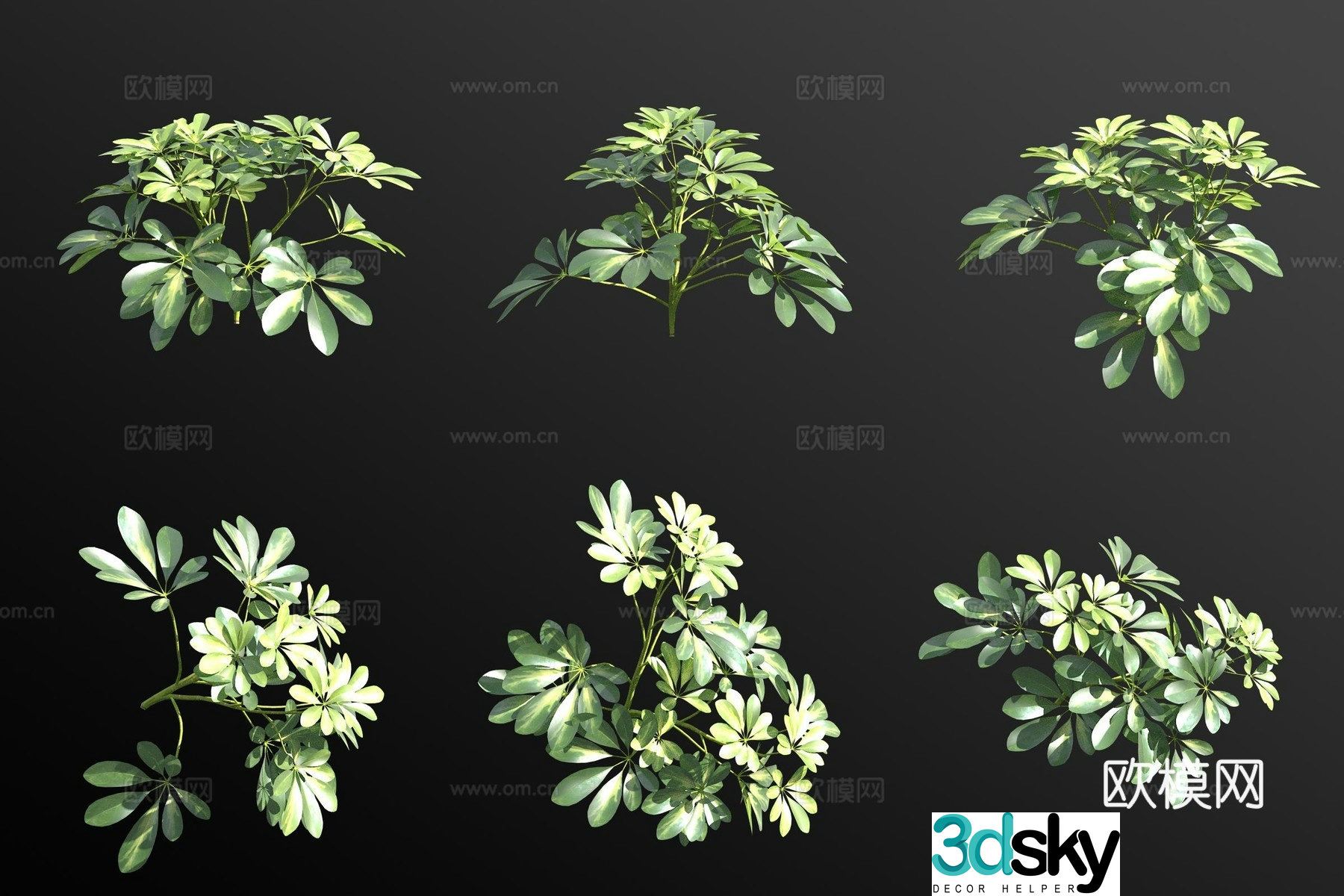 Shen’s duck’s foot tree shrubs and green plants 3D model