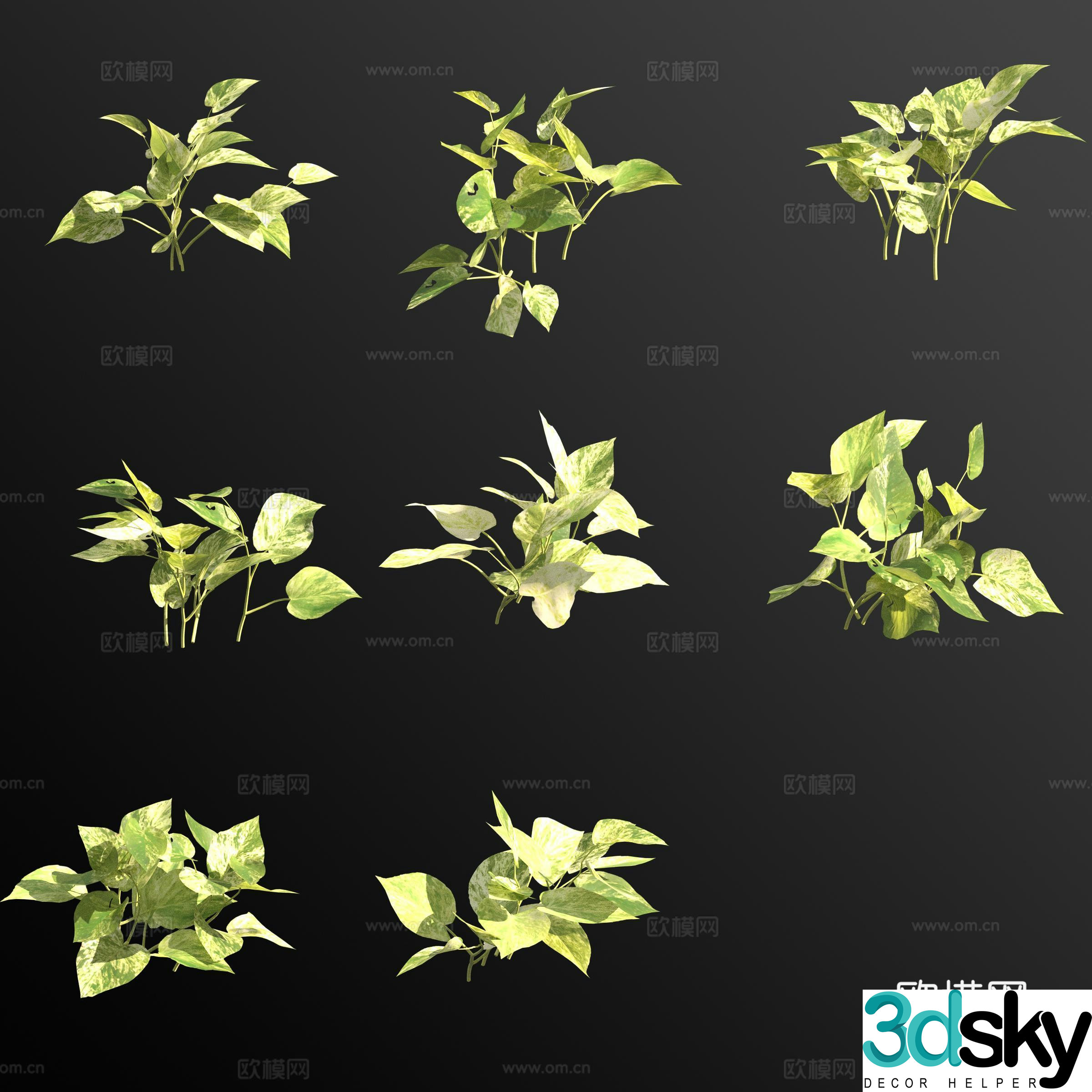 Pothos marble queen green plant 3d model