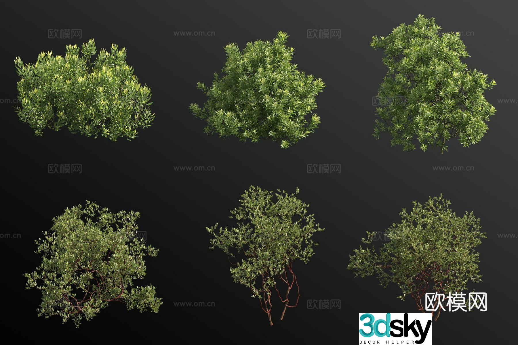 Wax bayberry dense flower bear fruit tree shrub 3d model