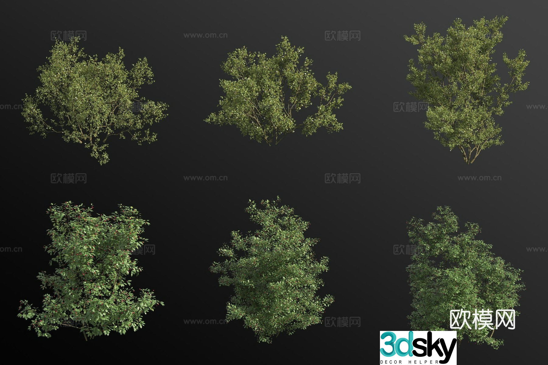 Three-toothed fragrant wood mountain holly shrub 3d model
