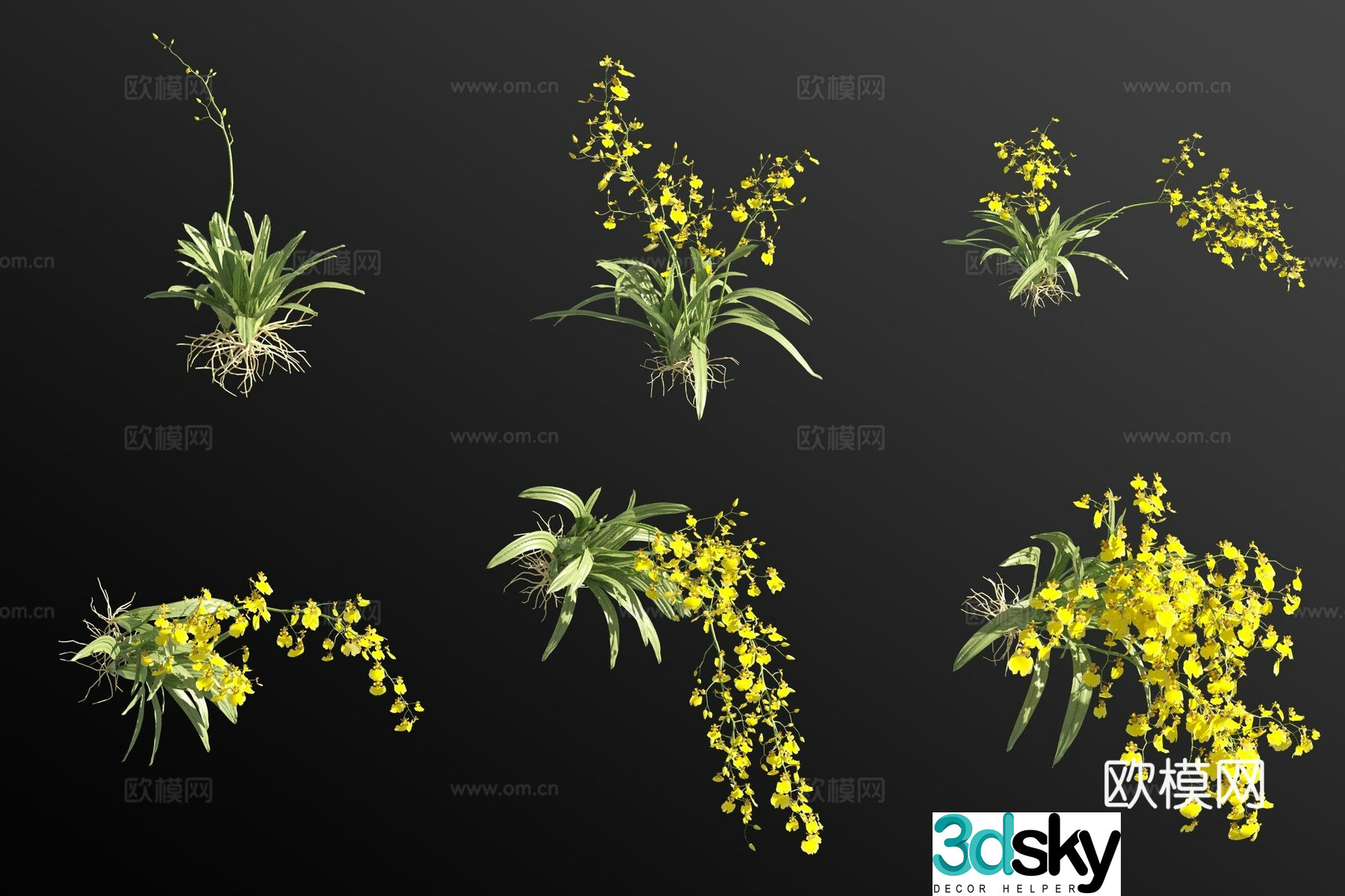 Yellow oncidium orchid grass 3d model