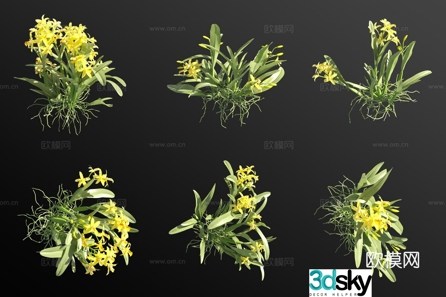 Yellow cattleya grass 3d model