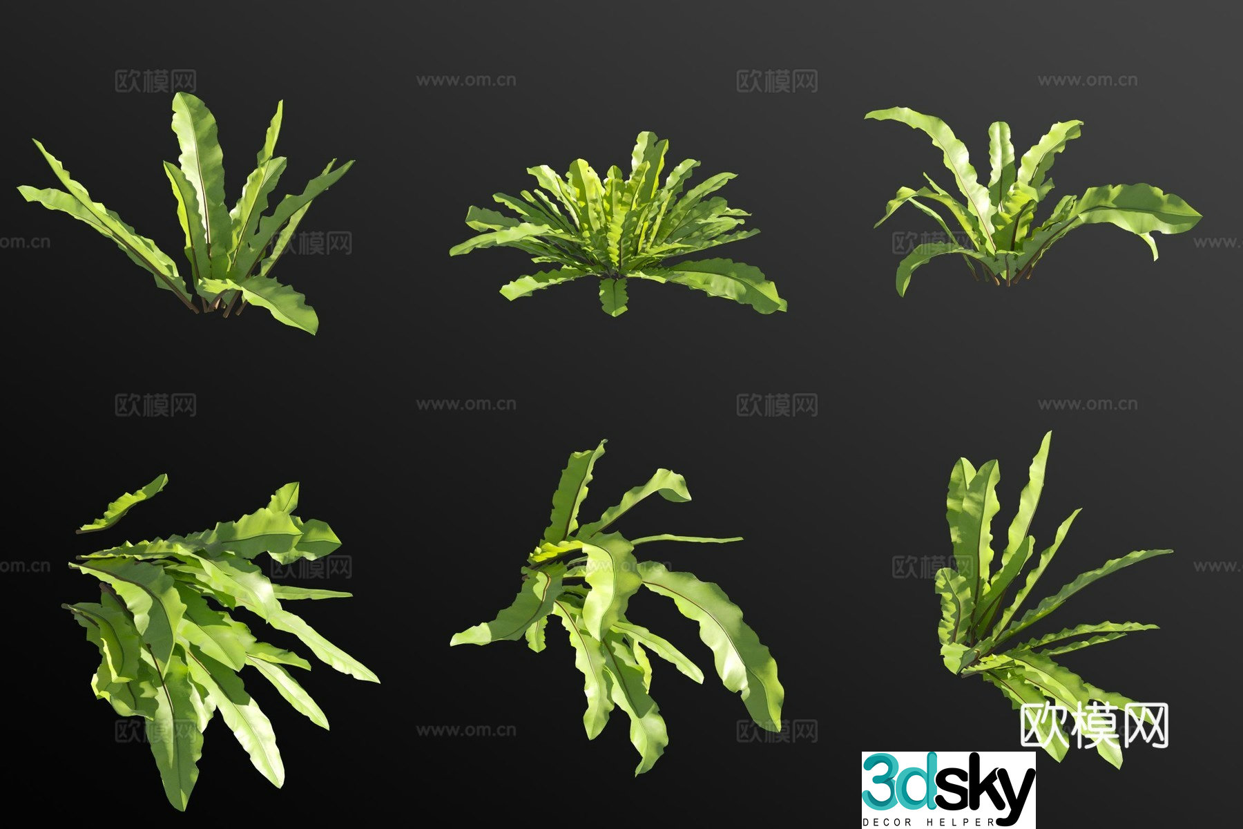 3D model of ferns flowers and plants
