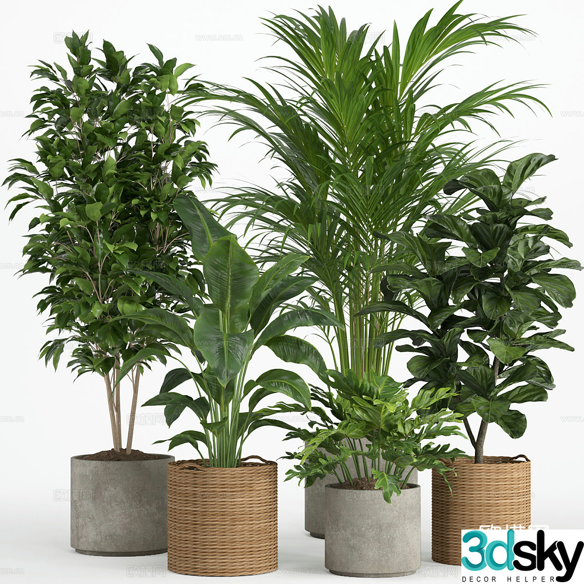 Green plant potted 3d model