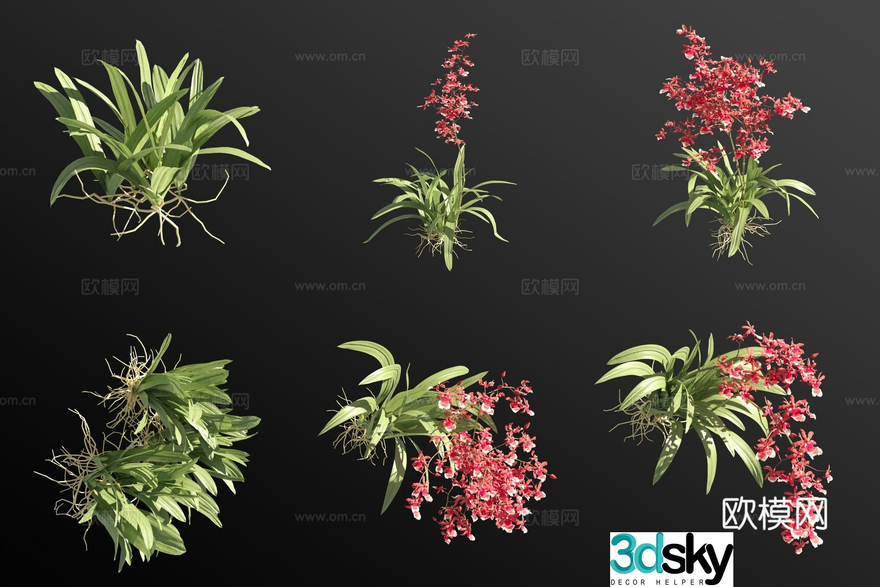 Oncidium flower grass 3d model