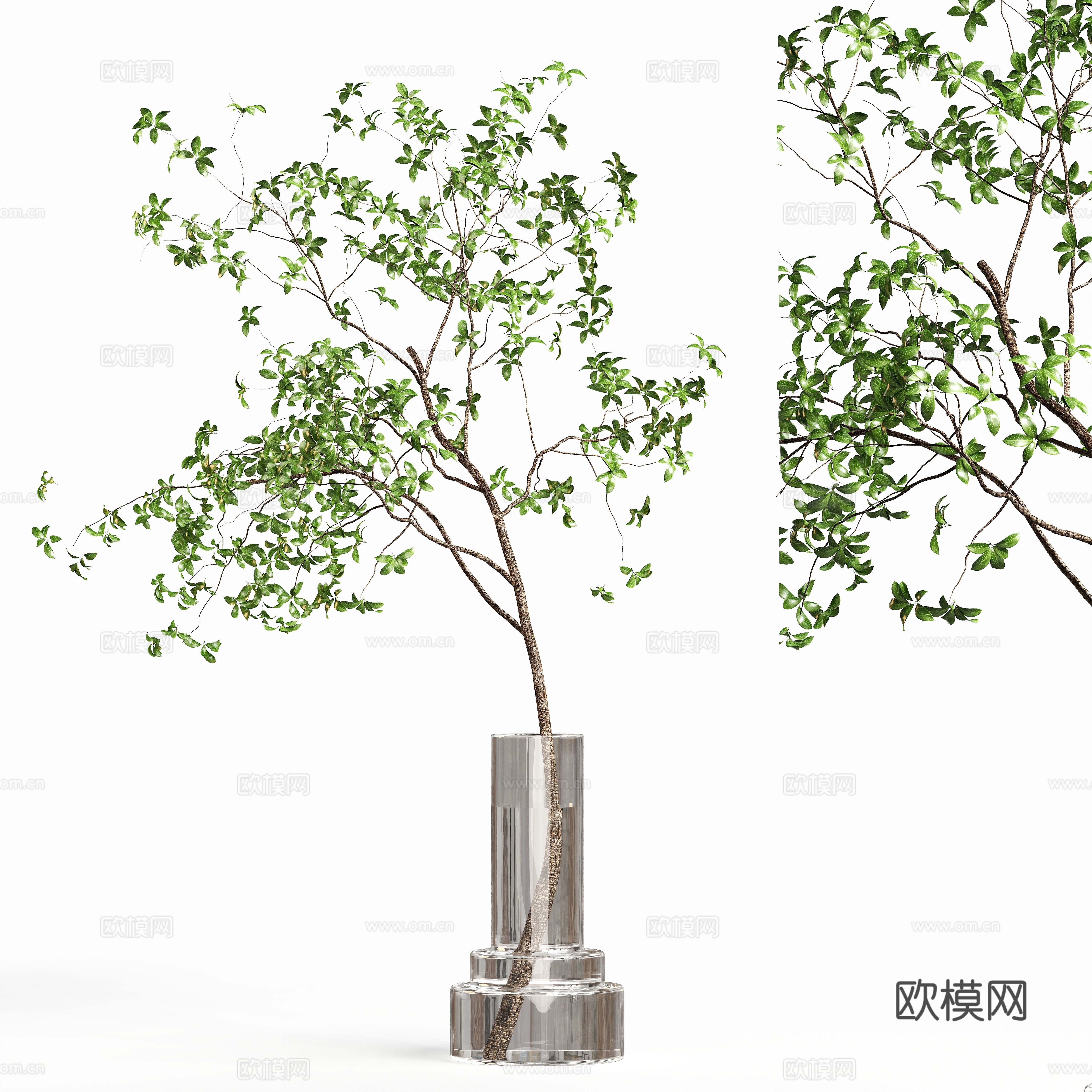 Modern hydroponic green plants vase floral 3D model