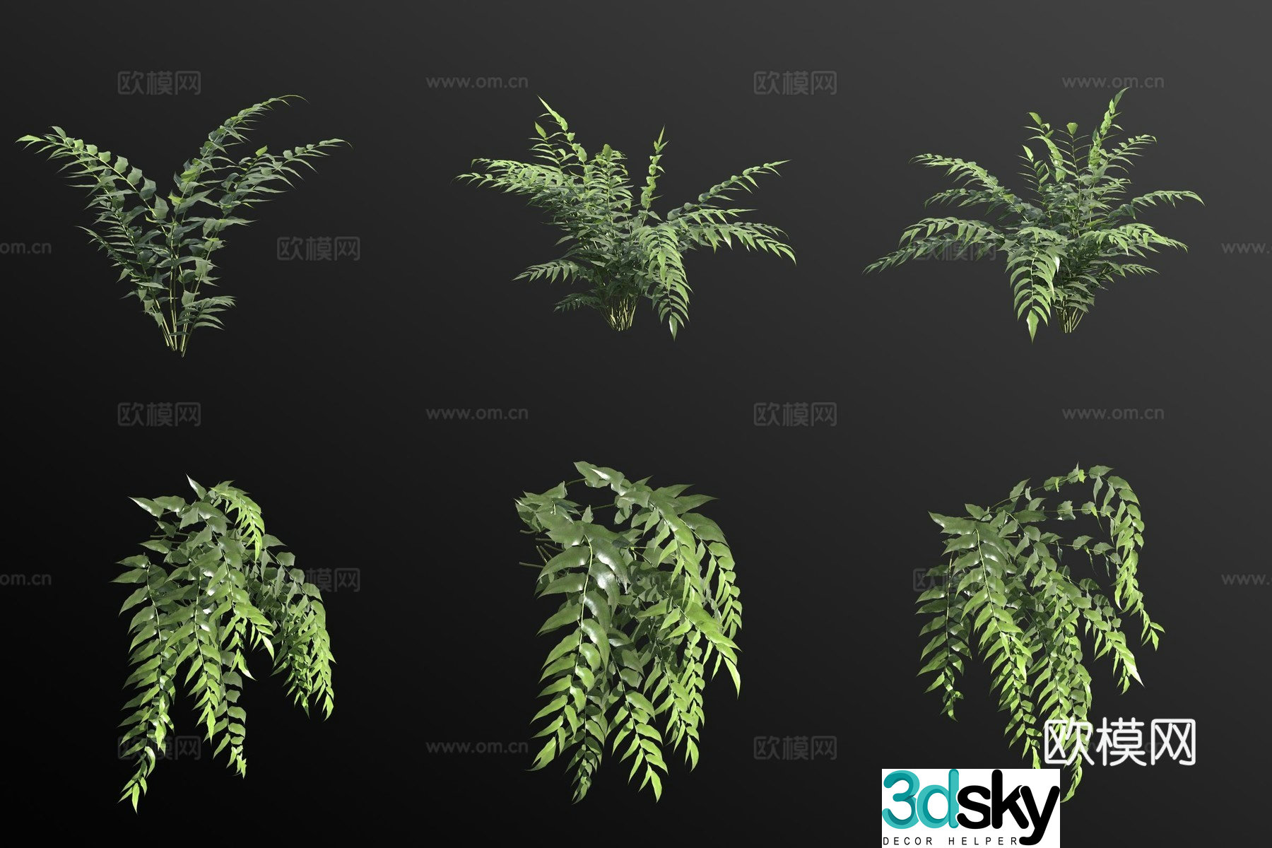 3D model of all-edge fern flowers and plants