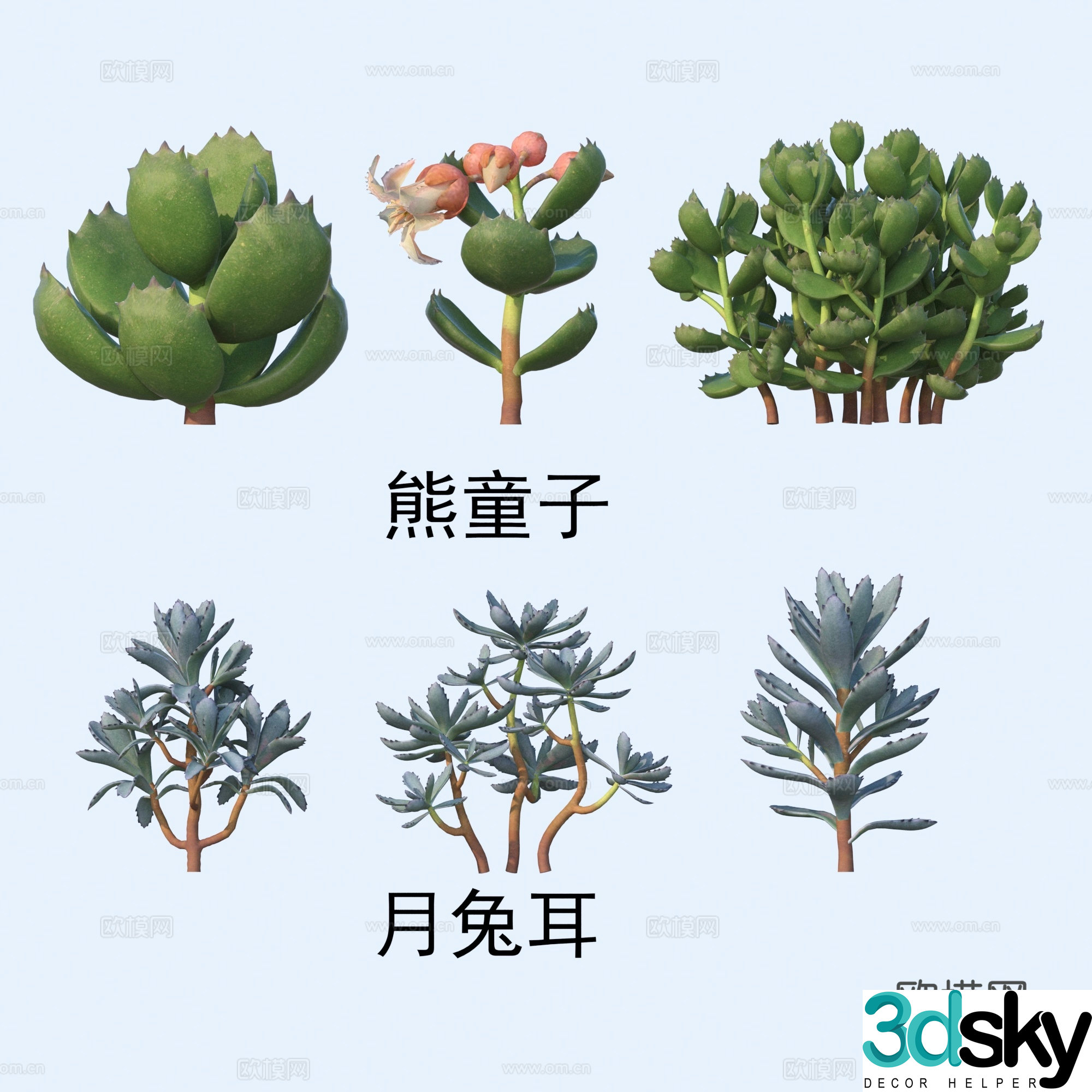 Succulents Flowers Bear Boy Moon Rabbit Ears 3D model