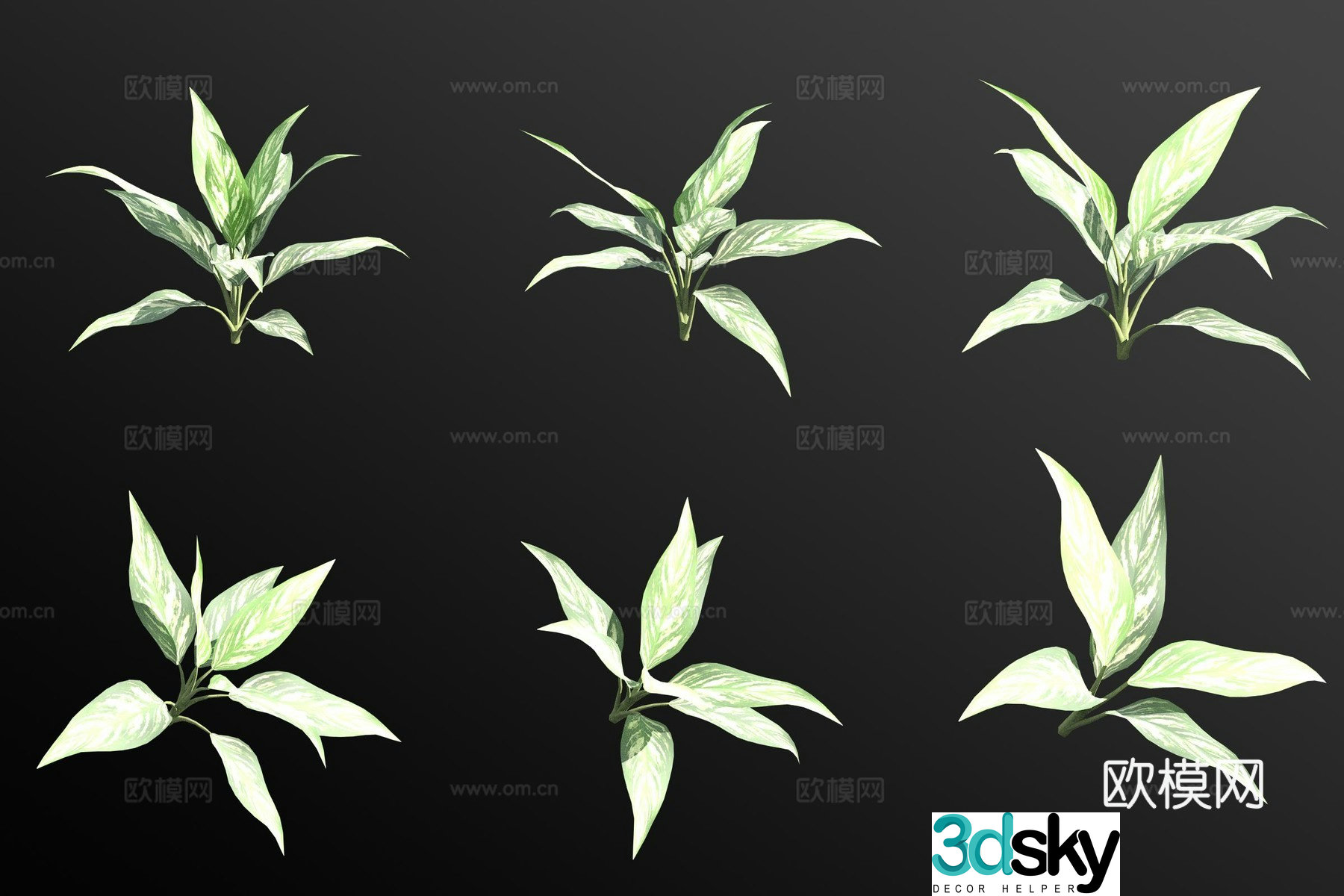 Guangdong Dieffenbachia flowers and plants 3D model