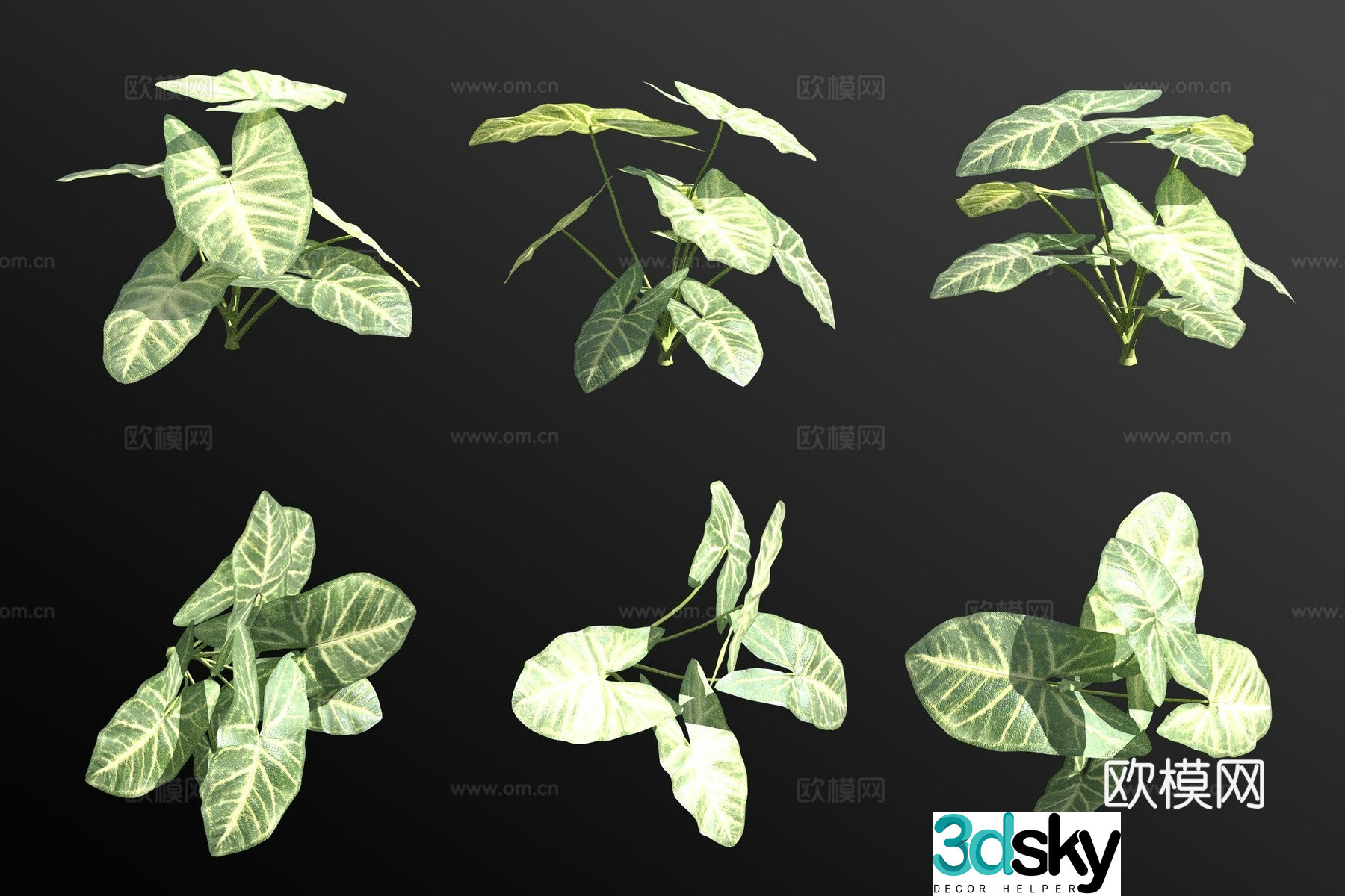 Amaranth flower and plant 3d model