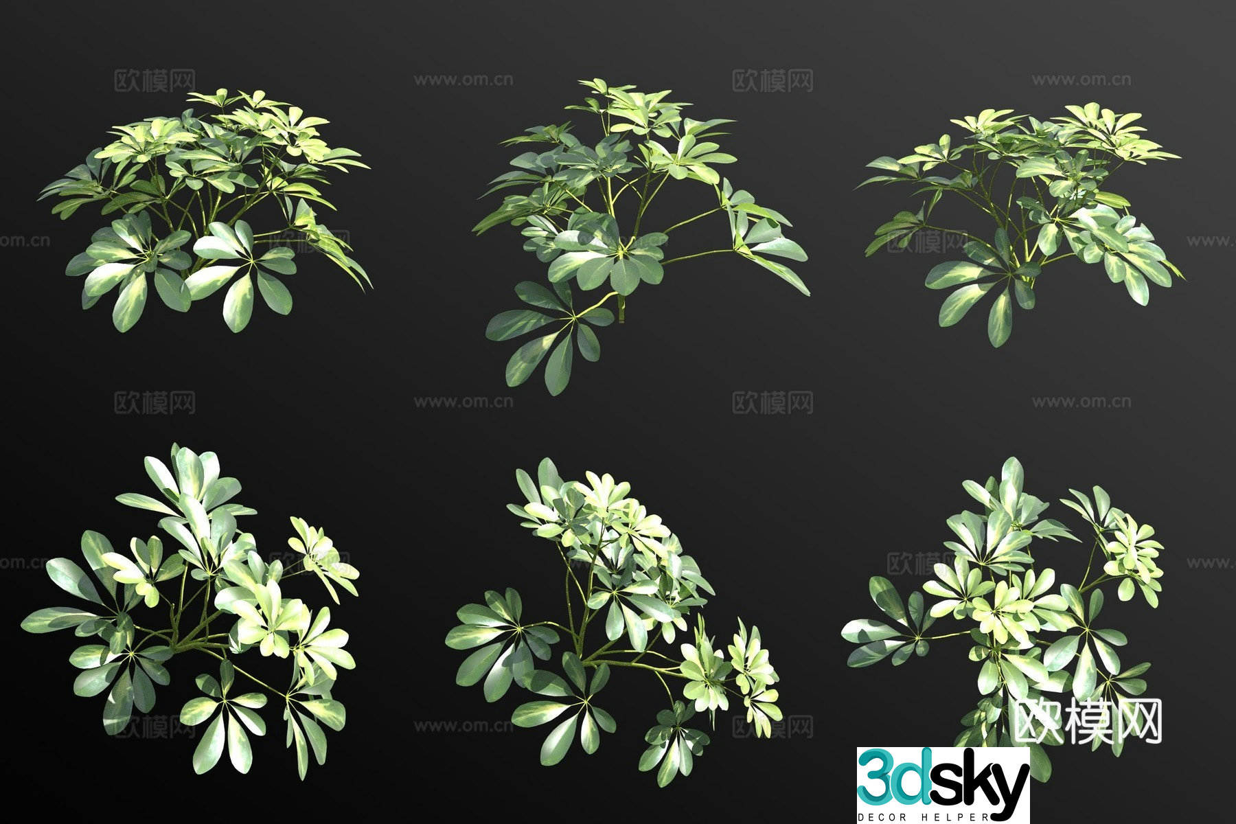 Schefflera shrub small shrub 3d model
