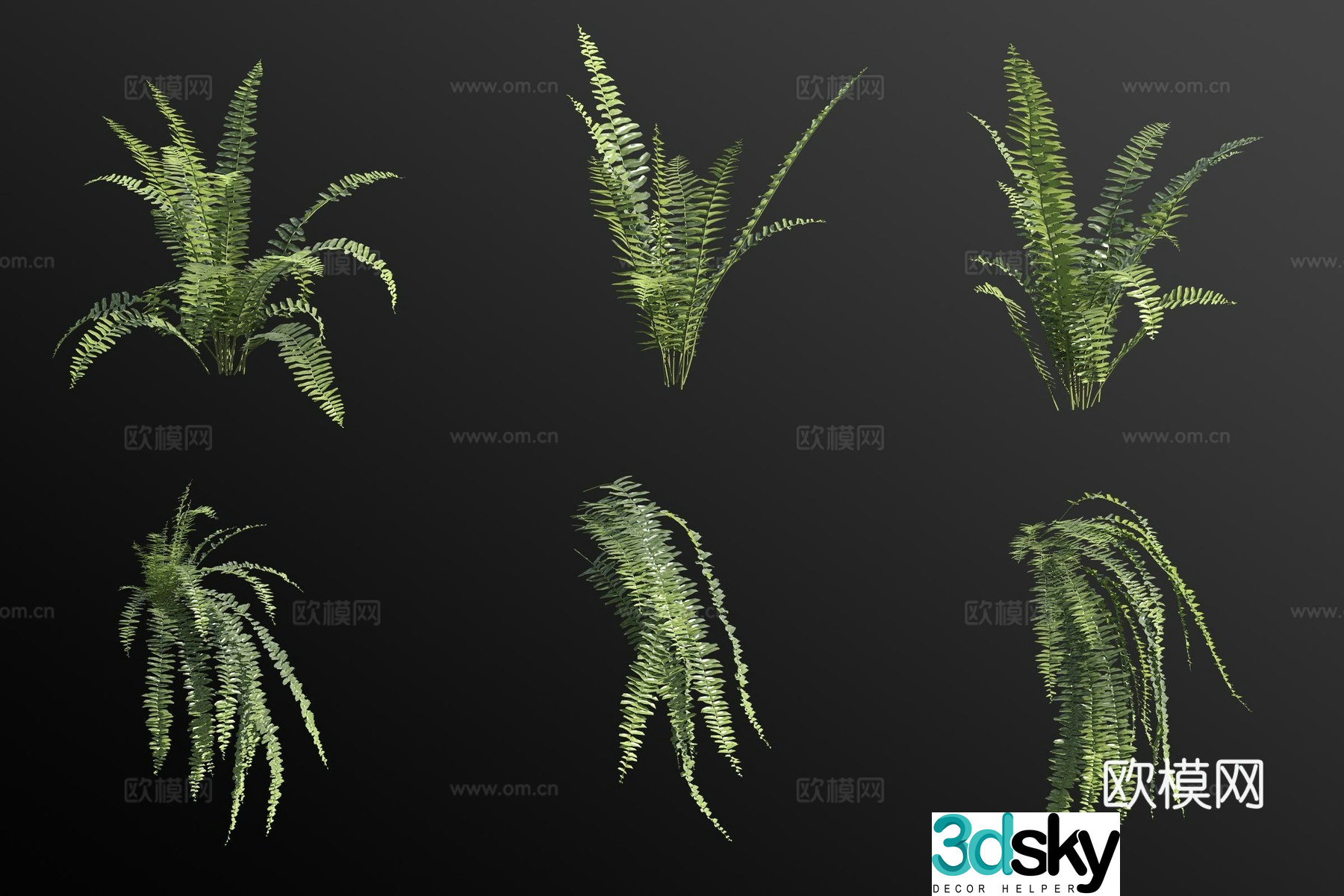 Tall kidney fern flowers and plants 3d model