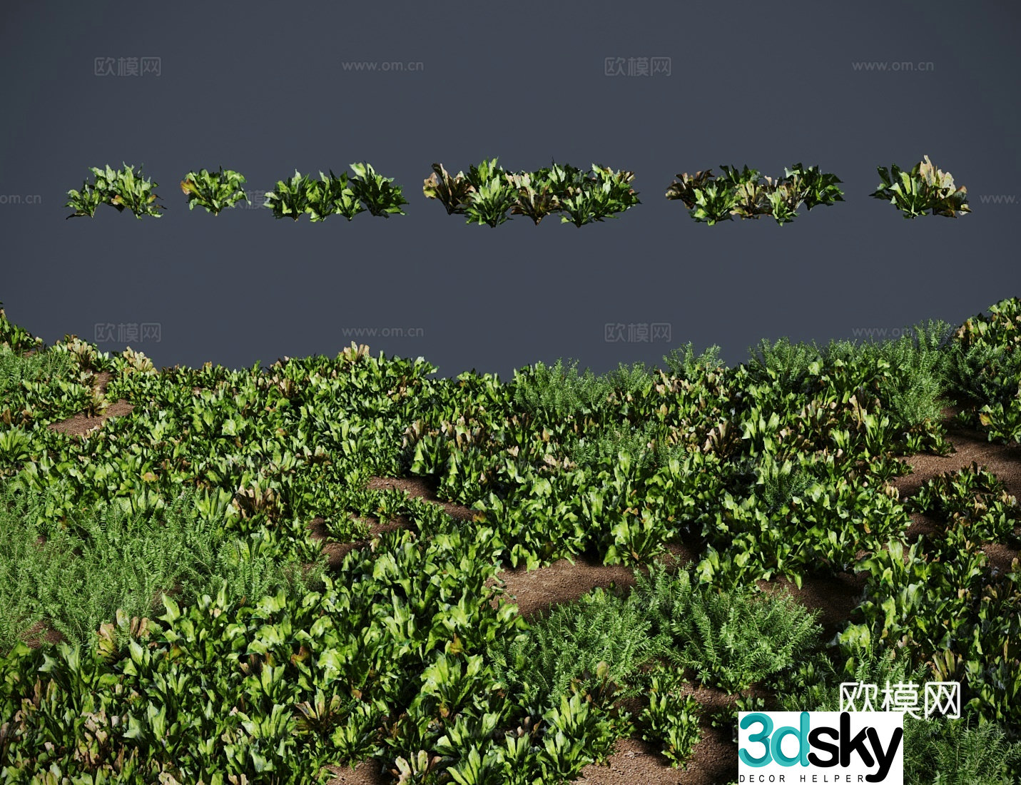 Heart grass grass shrub 3d model