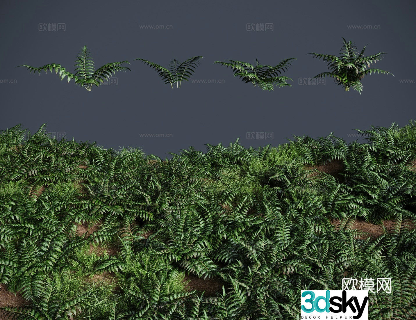 grass lawn golden dog hair fern meadow shrub 3d model
