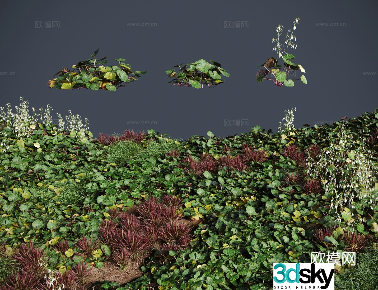 lawn saxifrage grass shrub 3d model